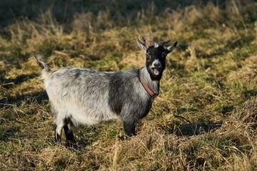 a goat bleats at the camera