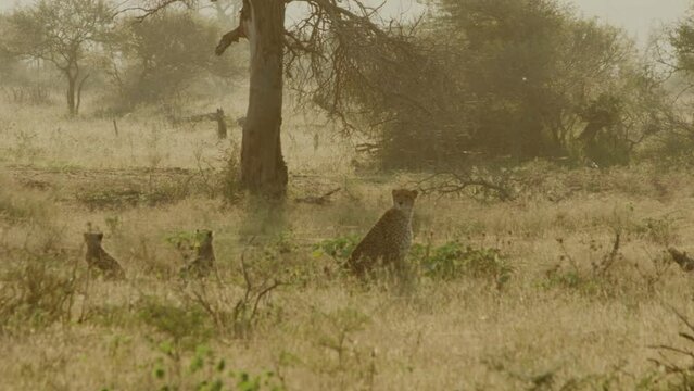 Mother cheetah keeping a look over cheetah cubs romping around at dawn in the bush veld nature reserve of the Kruger National Park. Very cute baby animals growing up in the wild in South Africa.