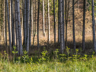 Wiederaufforstung durch Neuanpflanzung im Mischwald