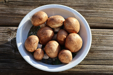 Champions, braune Champions, Pilze, Speise Pilz, Teller, Essen