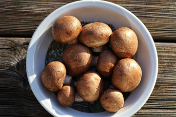 Champions, braune Champions, Pilze, Speise Pilz, Teller, Essen