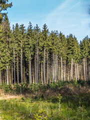 Wiederaufforstung durch Neuanpflanzung im Mischwald