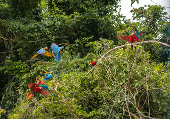 different macaw species at colpa in manu national park within the tambopata national reserve