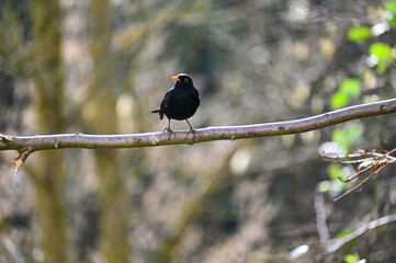 One blackbird sits on a branch