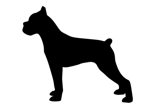 Big boxer dog. Vector image.