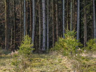 Wiederaufforstung durch Neuanpflanzung im Mischwald