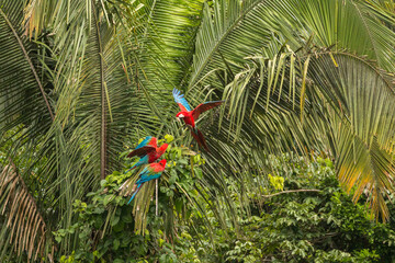 Green-winged macaw in flight with peruvian amazon rainforest in background