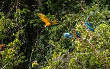 jungle life showing macaws in flight