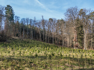 Wiederaufforstung durch Neuanpflanzung im Mischwald