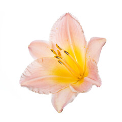 Fototapeta na wymiar Elegant bright orange daylily flower isolated on white background.