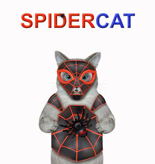 An ashen cat is wearing a spider costume. Spidercat. White background. Isolated. © iridi66