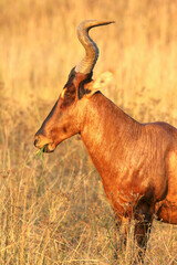 Red Hartebeest, Addo Elephant National Park