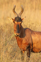 Red Hartebeest, Addo Elephant National Park