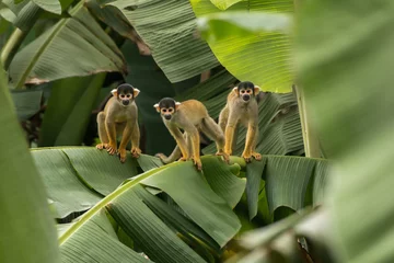Rucksack Squirrel monkey (Saimiri cassiquiarensis) family in amazon rainforest Peru © Miguel