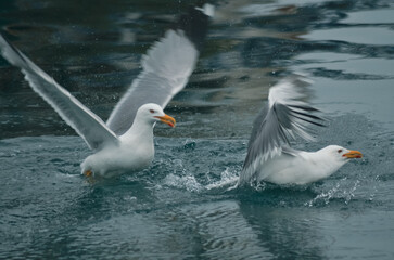 seagulls fighting for fish