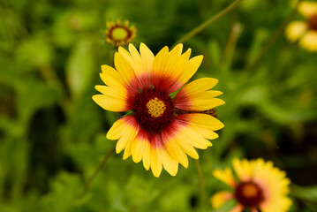 Yellow & Red Flower Bloom