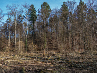 Frisch gefällte Bäume im Mischwald