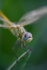dragonfly on a plant