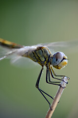 dragonfly on a plant
