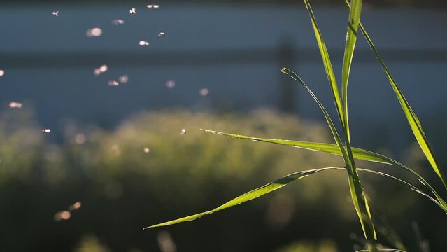 Swarm of mosquitoes flying in slow motion under the shining sun. Creative. Small insects flying above green grass.