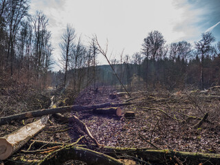 Frisch gefällte Bäume im Mischwald