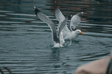 Seagulls fighting for fish on the sea