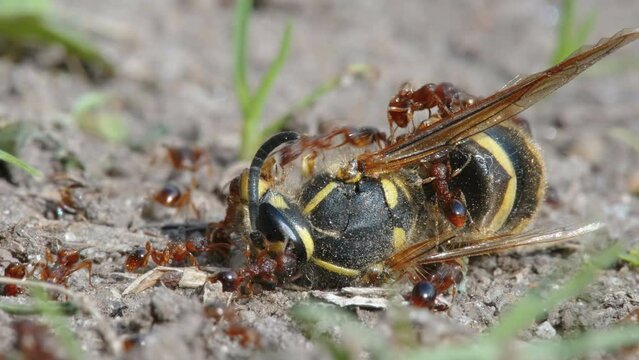 A dead bee with lots of red ants on it trying to carry it to the ant hill in Estonia