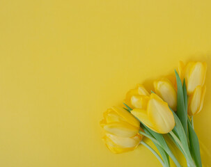 fresh easter yellow jungle gardening tulips flat lay on the desk against yellow illuminating background with copyspace. 8 march minimalism
