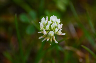 selective focus, plant flower insect