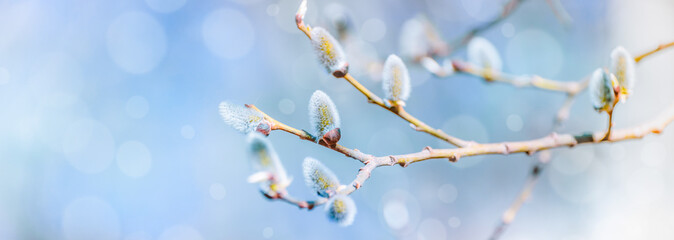 Spring branches of pussy willow on colorful blurred background. Beautiful panoramic scenery - obrazy, fototapety, plakaty