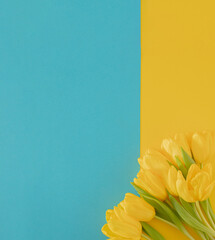 fresh easter yellow jungle gardening tulips flat lay on the desk against yellow and blue background with copyspace. spring minimalism