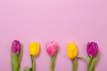 tulips on color paper background