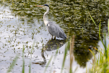 Graureiher steht im Flachwasser auf Jagd