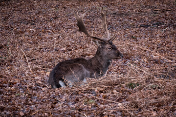 Single deer with antlers in woodland