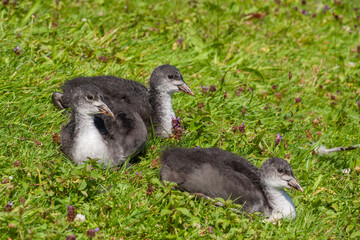Gruppe junger Blesshühner im Gras
