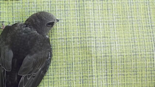 A black nestling of a swift bird, fed at home, falls asleep, closing its small black eyes, clinging its claws to a green napkin in an upright position.