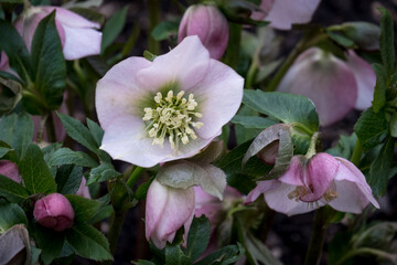 Helebore flowers in a winter garden