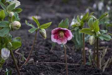 Helebore flowers in a winter garden