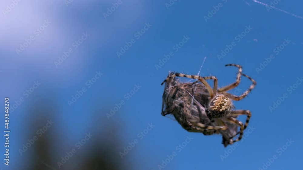 Poster a large spider with thin legs. creative. an insect in macro photography is sorting through a large d