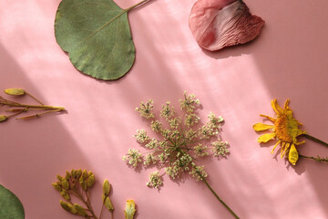 Pressed plants and flowers on pastel pink background. Selective focus.