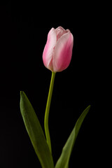 Beautiful blooming pink tulip on a black background.copy space. Place for text.Spring flower.