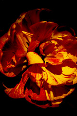 A dramatic tulip of yellow and red color on a black background. The Baroque style.