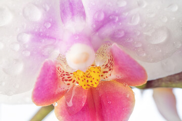 Phalaenopsis orchid. Orchid flower. close-up, isolated background. Place to copy.