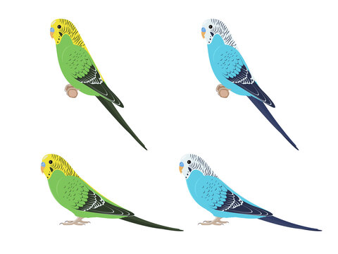 Set of budgies parrots