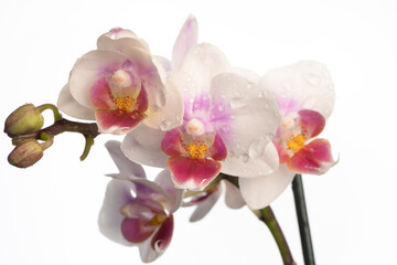 Naklejka na ściany i meble Phalaenopsis orchid. Orchid flower. close-up, isolated background. Place to copy.