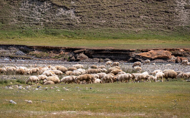 Sheep grazing on lush green hills in the Truso Valley near the Ketrisi Village Kazbegi District,Mtskheta in the Greater Caucasus Mountains, Georgia. Russian Border. Herd of cows. Farming, Grassland
