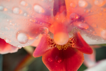 Orchid with dew drops. close-up, wet. Place to copy.