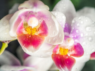 Fototapeta na wymiar Phalaenopsis orchid. Orchid flower. close-up, irrigation, green background. Place to copy.