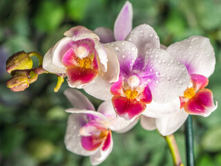 Fototapeta na wymiar Phalaenopsis orchid. Orchid flower. close-up, irrigation, green background. Place to copy.