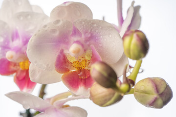 Phalaenopsis orchid. Orchid flower. close-up, isolated background. Place to copy.